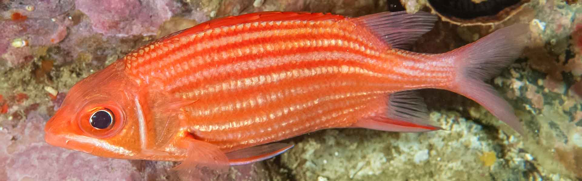 Samurai Squirrelfish